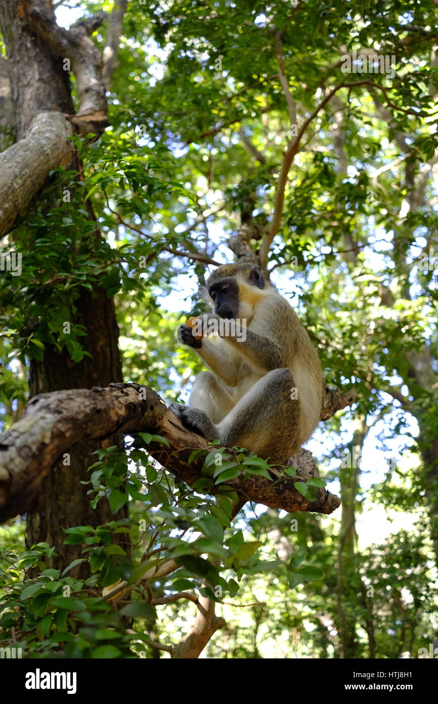 Green Monkey auf Barbados Wildlife Reserve, Barbados, Karibik. Stockfoto