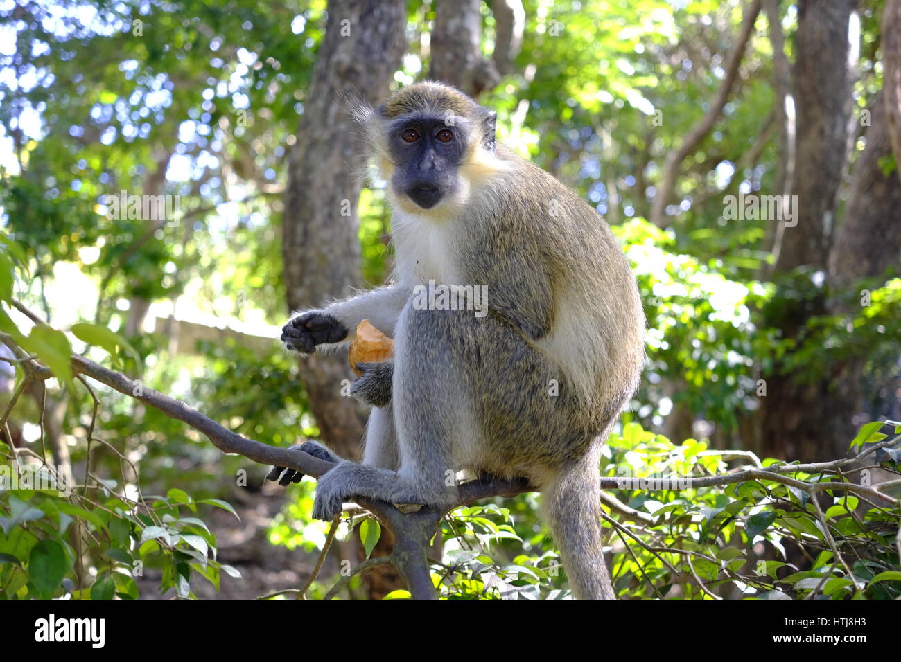 Green Monkey auf Barbados Wildlife Reserve, Barbados, Karibik. Stockfoto