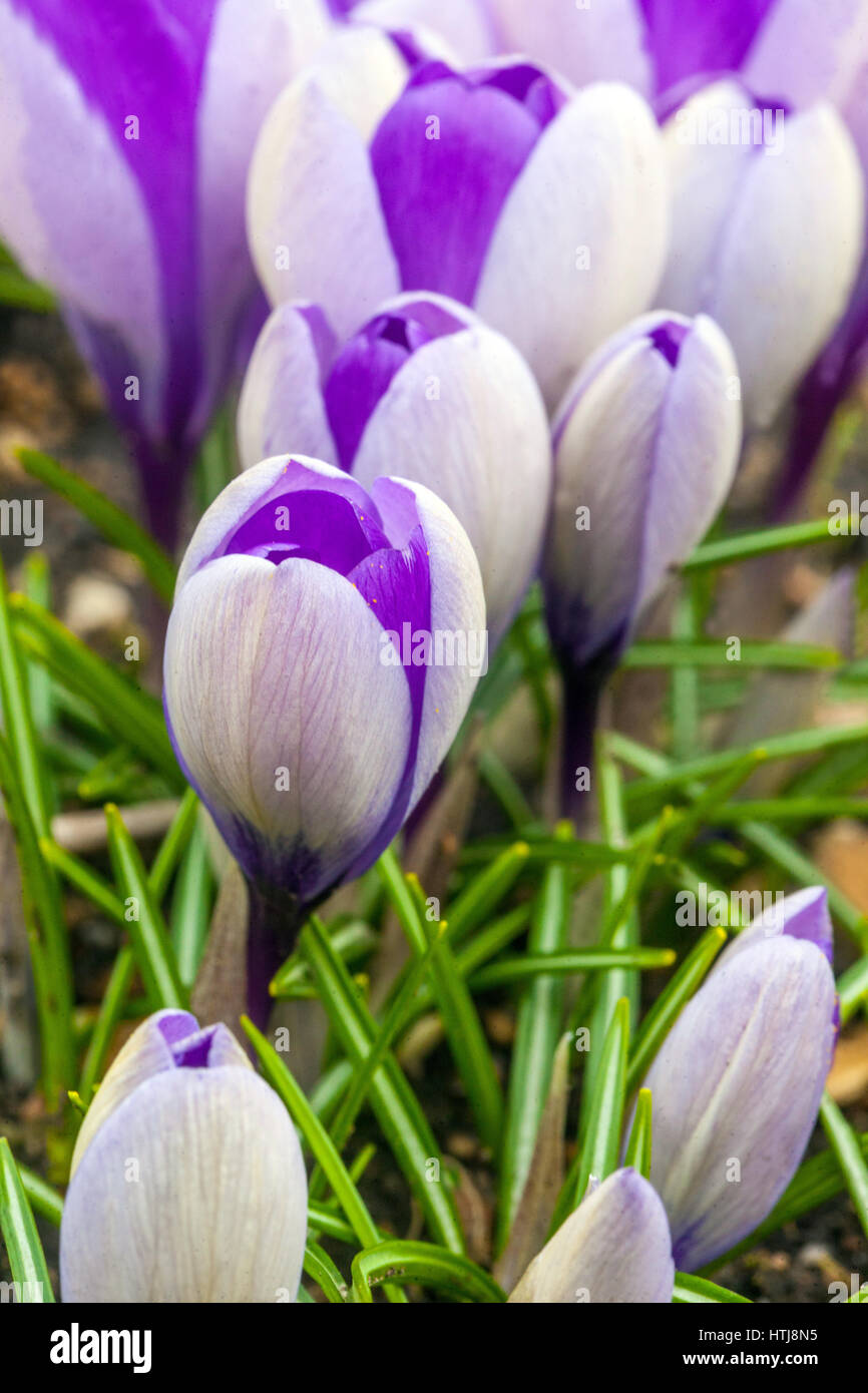 Crocus Blume 'Jalta' blüht im frühen Frühjahr Stockfoto