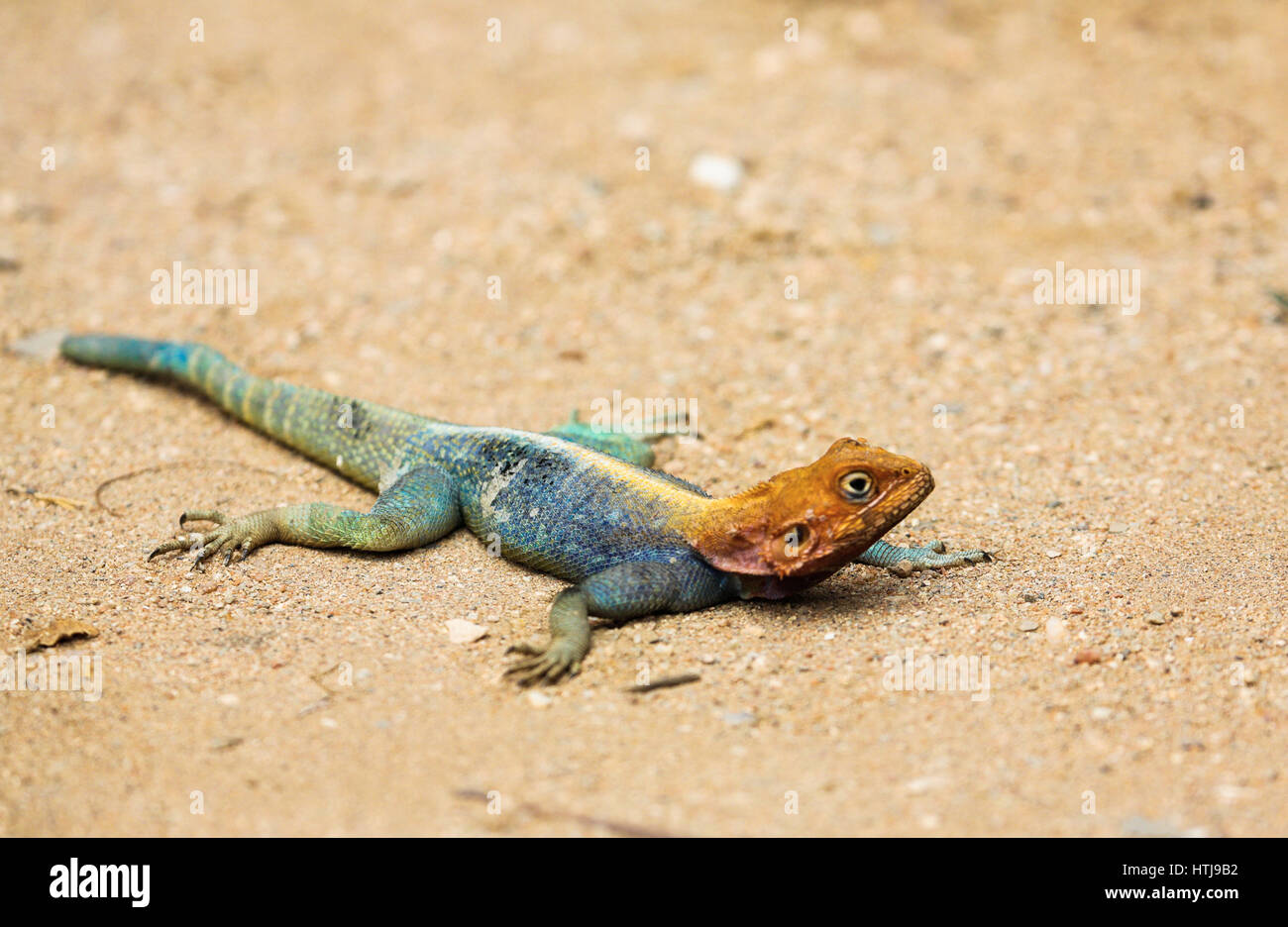 Unter der Leitung von Red Rock Agama - Agama Agama, Tsavo Ost, Kenia Stockfoto