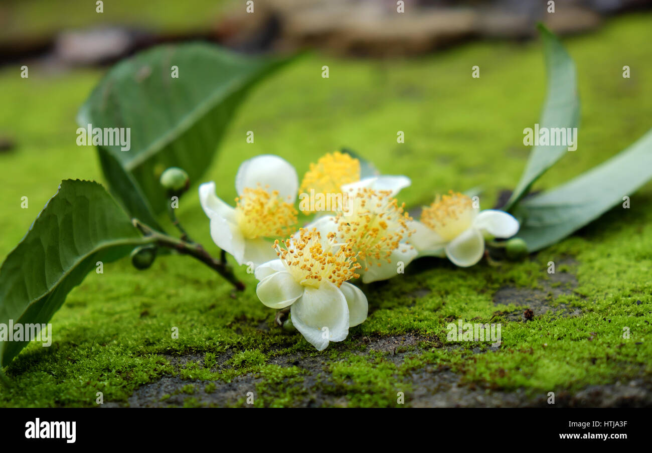 Teeblatt und Tee-Blumen auf grünem Hintergrund, abstrakt grünes Moos aus der Natur, reinweißen Blüten so schön Stockfoto