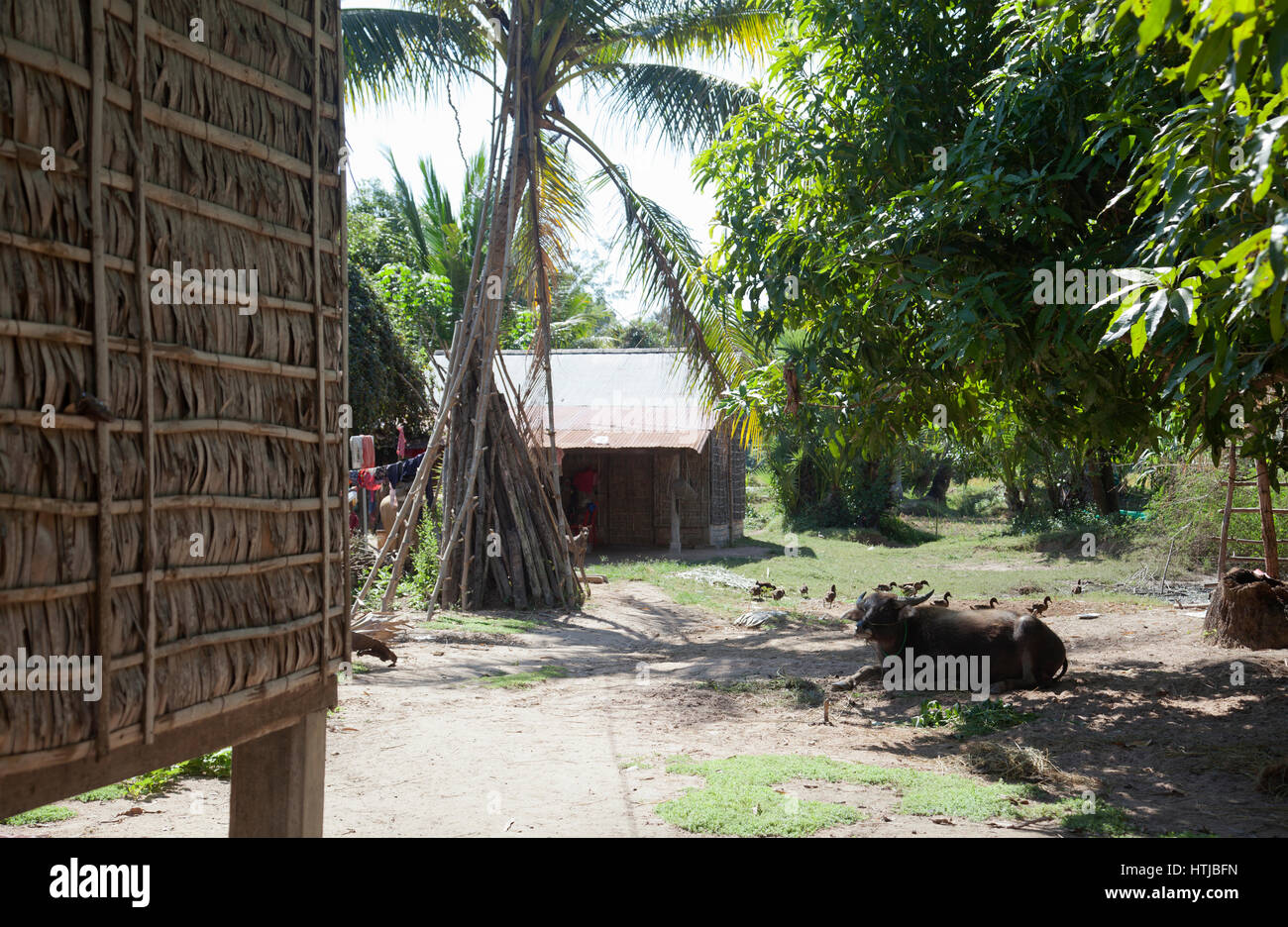 Hinterhof mit Buffalo in Preah Dak Dorf in Siem Reap - Kambodscha Stockfoto