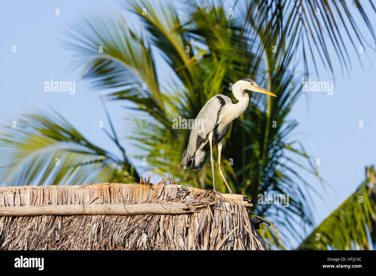 Graureiher (Ardea cinerea) Stockfoto