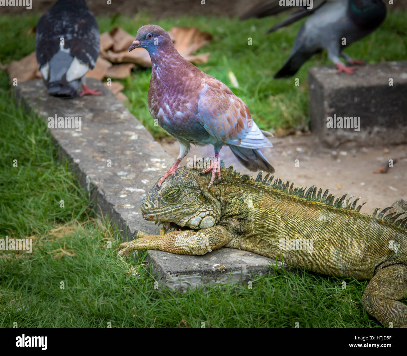 Leguan haben einen schlechten Tag wegen unbequem Taube im Seminario Park - Guayaquil, Ecuador Stockfoto