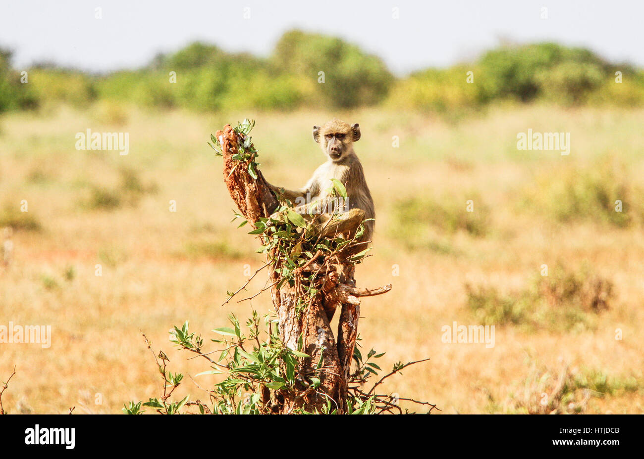 Baby-Baboon.Tsavo-East-Nationalpark, Kenia Stockfoto