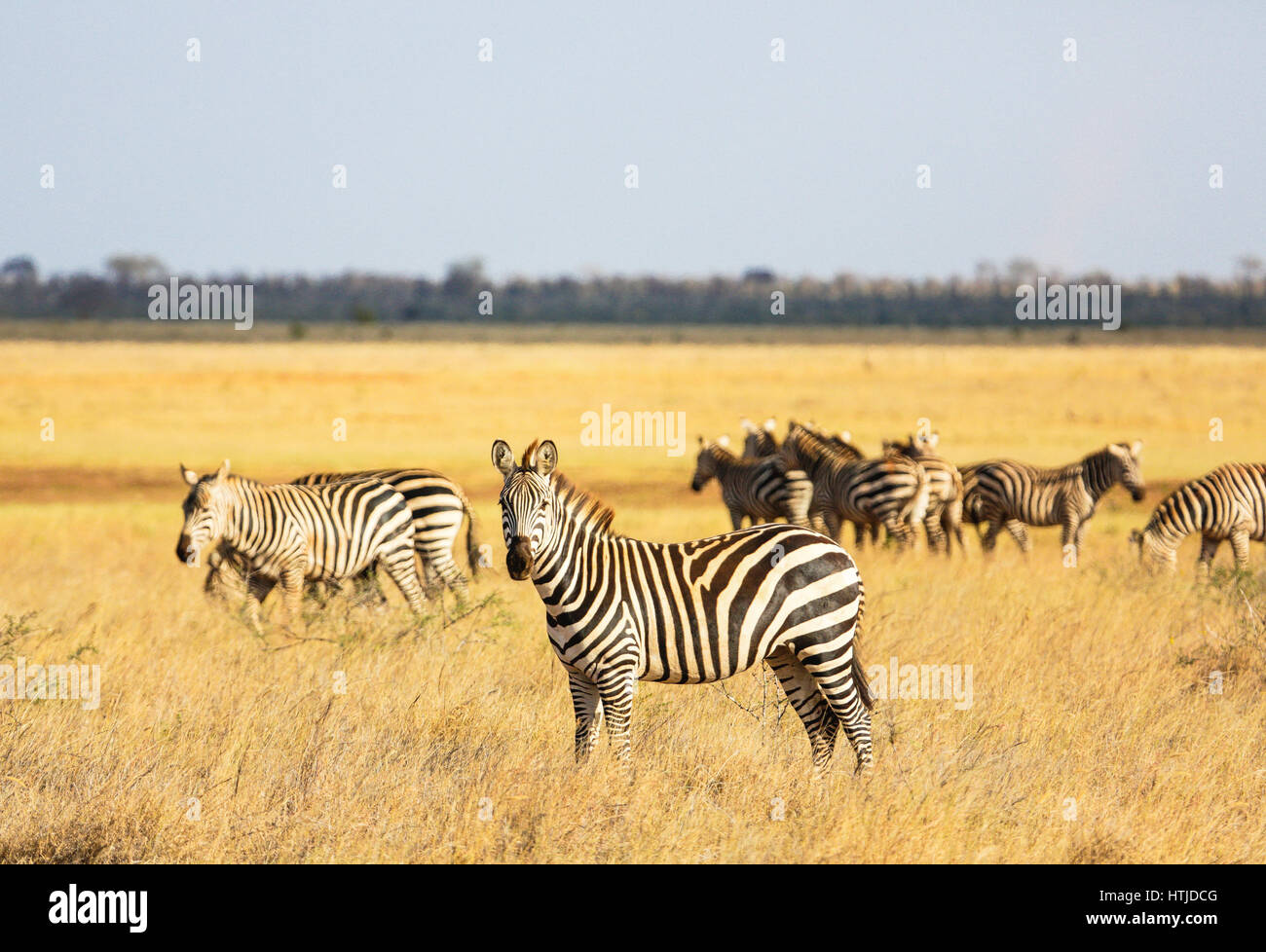 Zebras im Tsavo East National Park. Kenia. Stockfoto