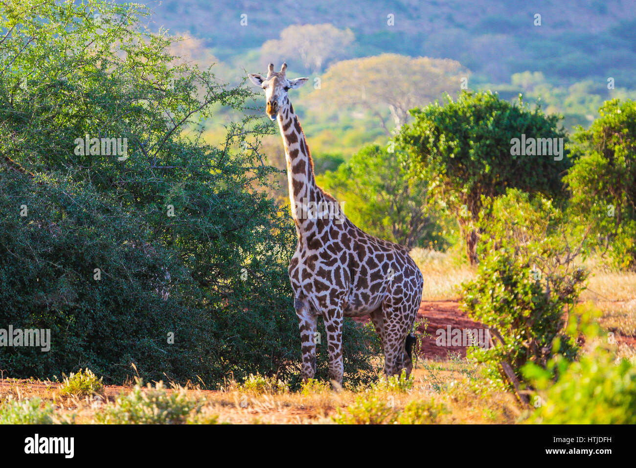 Giraffe im Tsavo East National Park. Kenia. Stockfoto