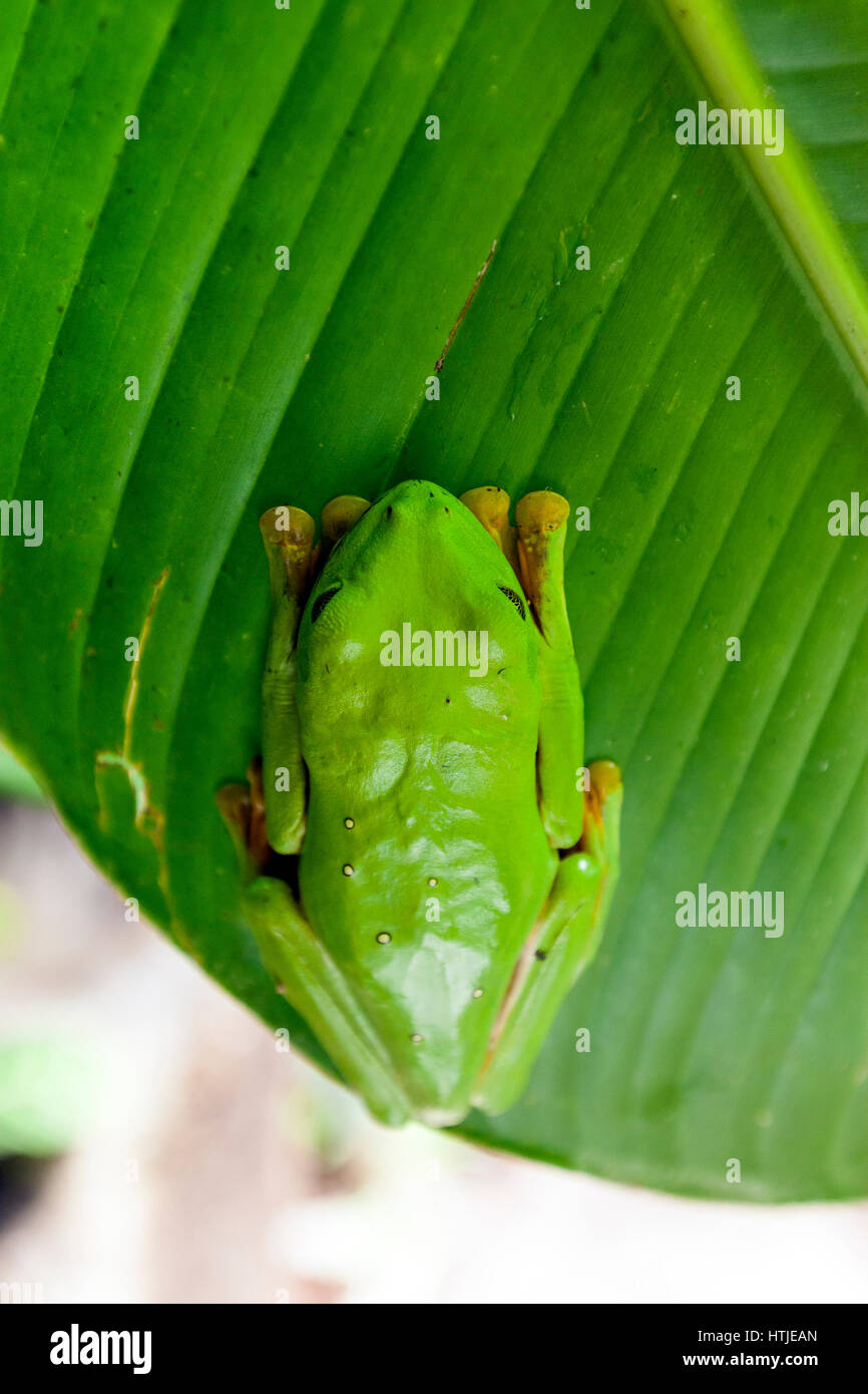 Eine rote Augen Laubfrosch getarnt in einem Blatt in Cataratas de La Paz Themenpark in Costa Rica Stockfoto