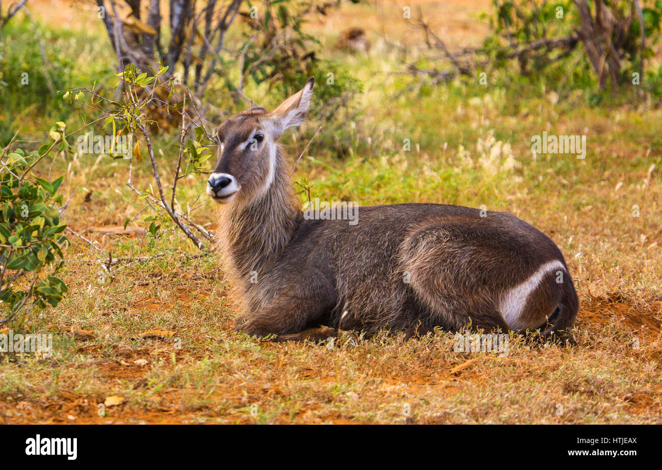 Weiblicher Wasserbock (Kobus Ellipsiprymnus). Tsavo East Nationalpark, Kenia. Stockfoto