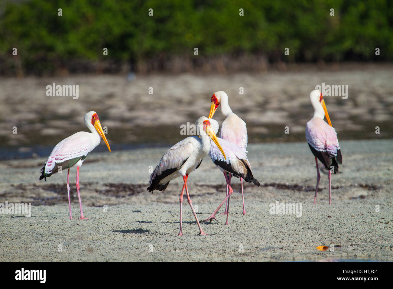 Mycteria Ibis. Storch gelb-in Rechnung gestellt. Stockfoto