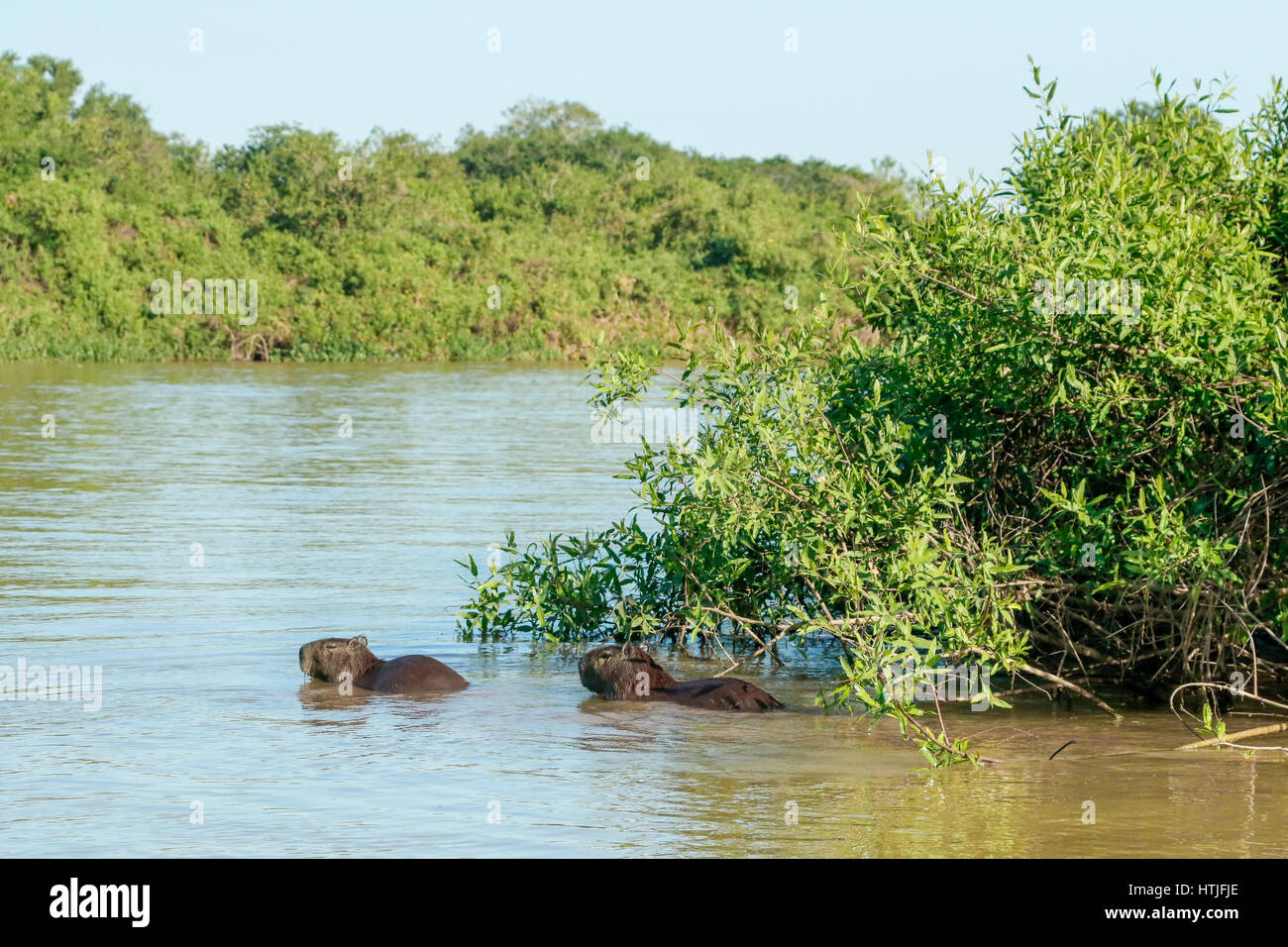 Zwei Wasserschweine, Schwimmen im Fluss Cuiaba Pantanal-Region, Staat Mato Grosso, Brasilien, Südamerika.  Sie sind ausgezeichnete Schwimmer und können Dreijahres Stockfoto