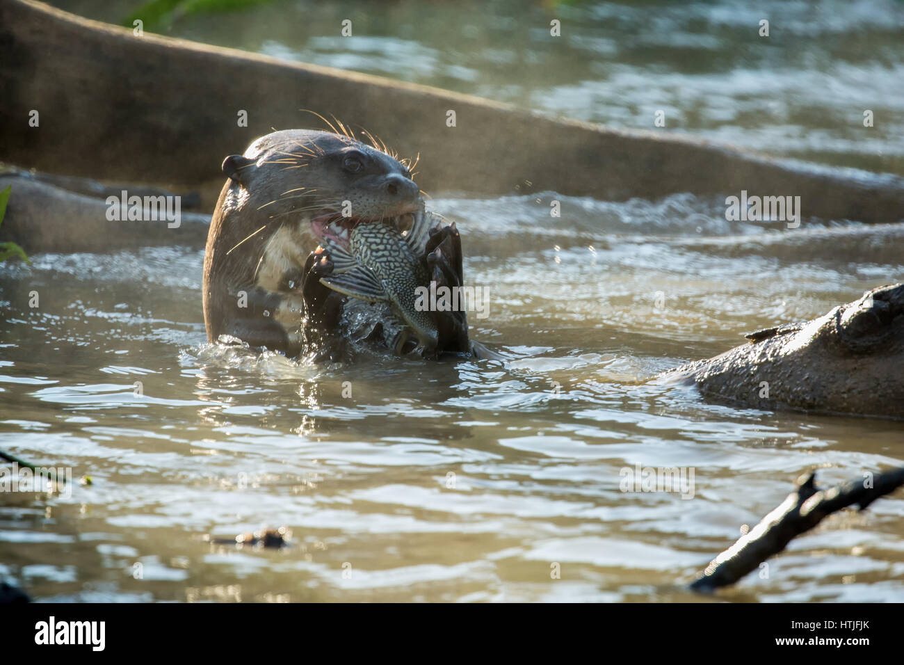 Riese Fischotter im Fluss Cuiaba einen Fisch zu essen, die Pantanal-Region, Staat Mato Grosso, Brasilien, Südamerika Stockfoto