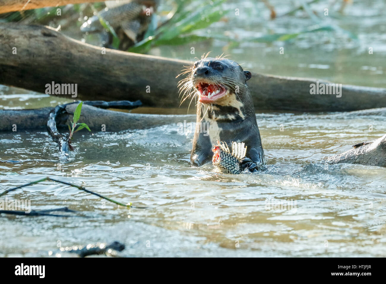 Riese Fischotter im Fluss Cuiaba einen Fisch zu essen, die Pantanal-Region, Staat Mato Grosso, Brasilien, Südamerika Stockfoto