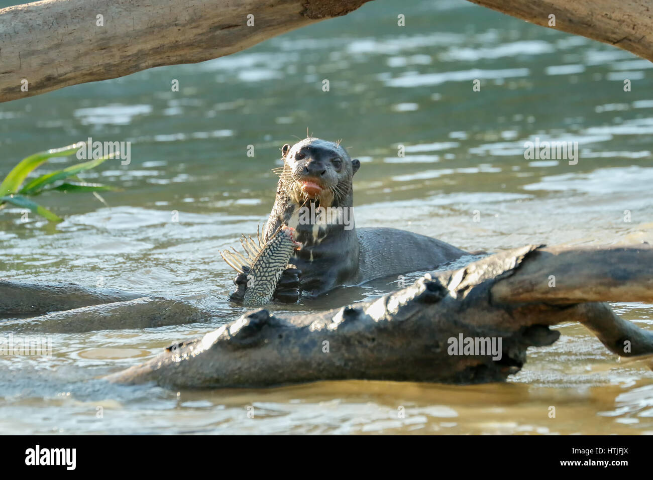 Riese Fischotter im Fluss Cuiaba einen Fisch zu essen, die Pantanal-Region, Staat Mato Grosso, Brasilien, Südamerika Stockfoto