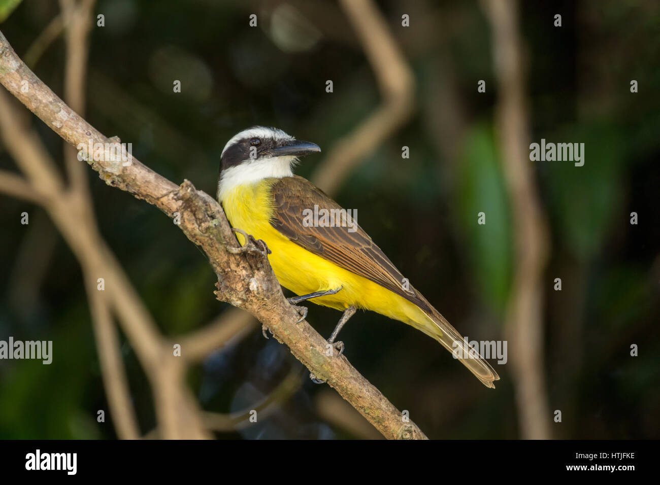 Weniger Kiskadee thront in einem Strauch im Großraum Pantanal Mato Grosso Zustand, Brasilien, Südamerika Stockfoto