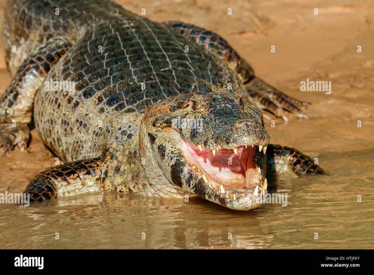 Yacare Caiman mit offenem Mund sonnen sich im Fluss Cuiaba Pantanal-Region, Bundesstaat Mato Grosso, Brasilien, Südamerika Stockfoto