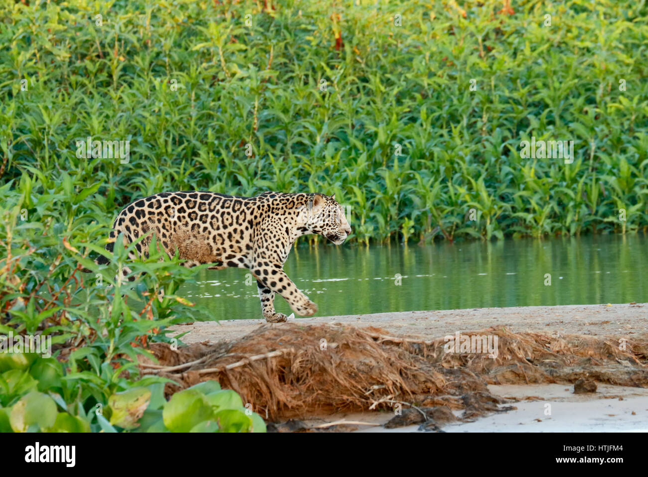 Jaguar zu Fuß auf einer Sandbank am Fluss Cuiaba Pantanal-Region, Bundesstaat Mato Grosso, Brasilien, Südamerika.  Gemeinsamen Wasserhyazinthen erstellen dick g Stockfoto