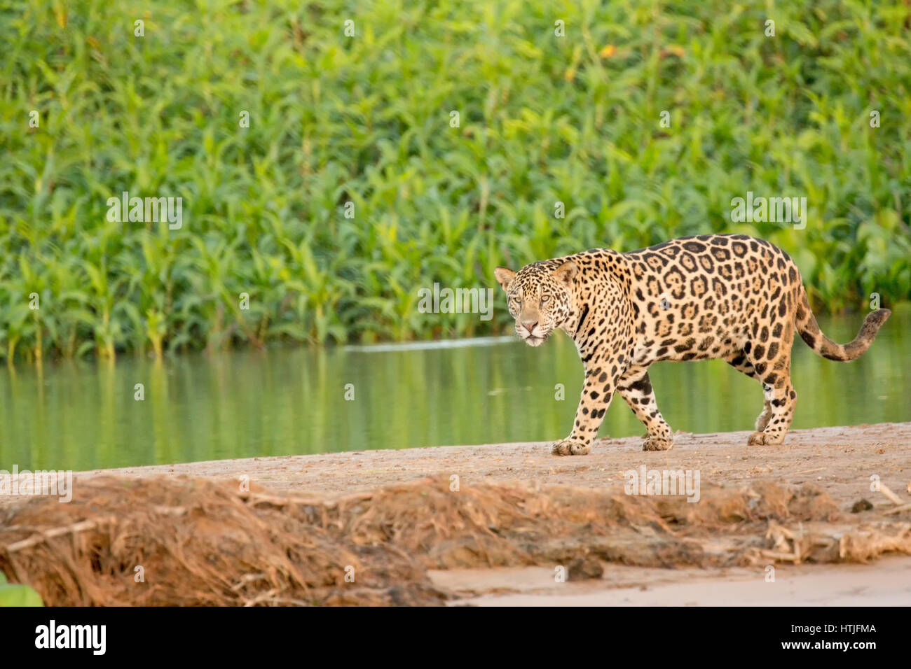 Jaguar zu Fuß auf einer Sandbank am Fluss Cuiaba Pantanal-Region, Bundesstaat Mato Grosso, Brasilien, Südamerika.  Gemeinsamen Wasserhyazinthen erstellen dick g Stockfoto