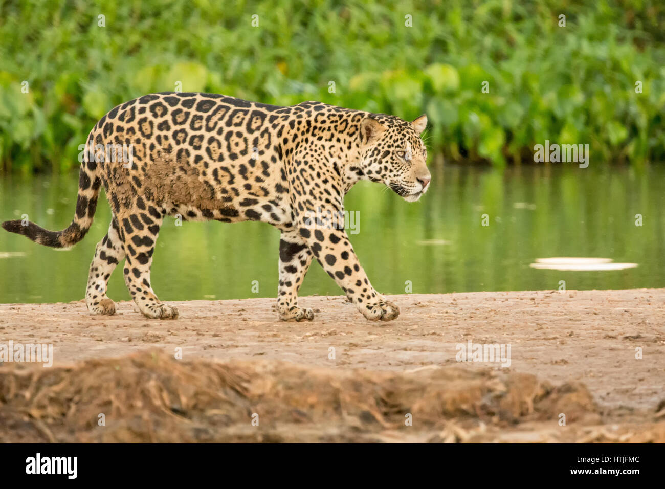 Jaguar zu Fuß auf einer Sandbank am Fluss Cuiaba Pantanal-Region, Bundesstaat Mato Grosso, Brasilien, Südamerika.  Gemeinsamen Wasserhyazinthen erstellen dick g Stockfoto