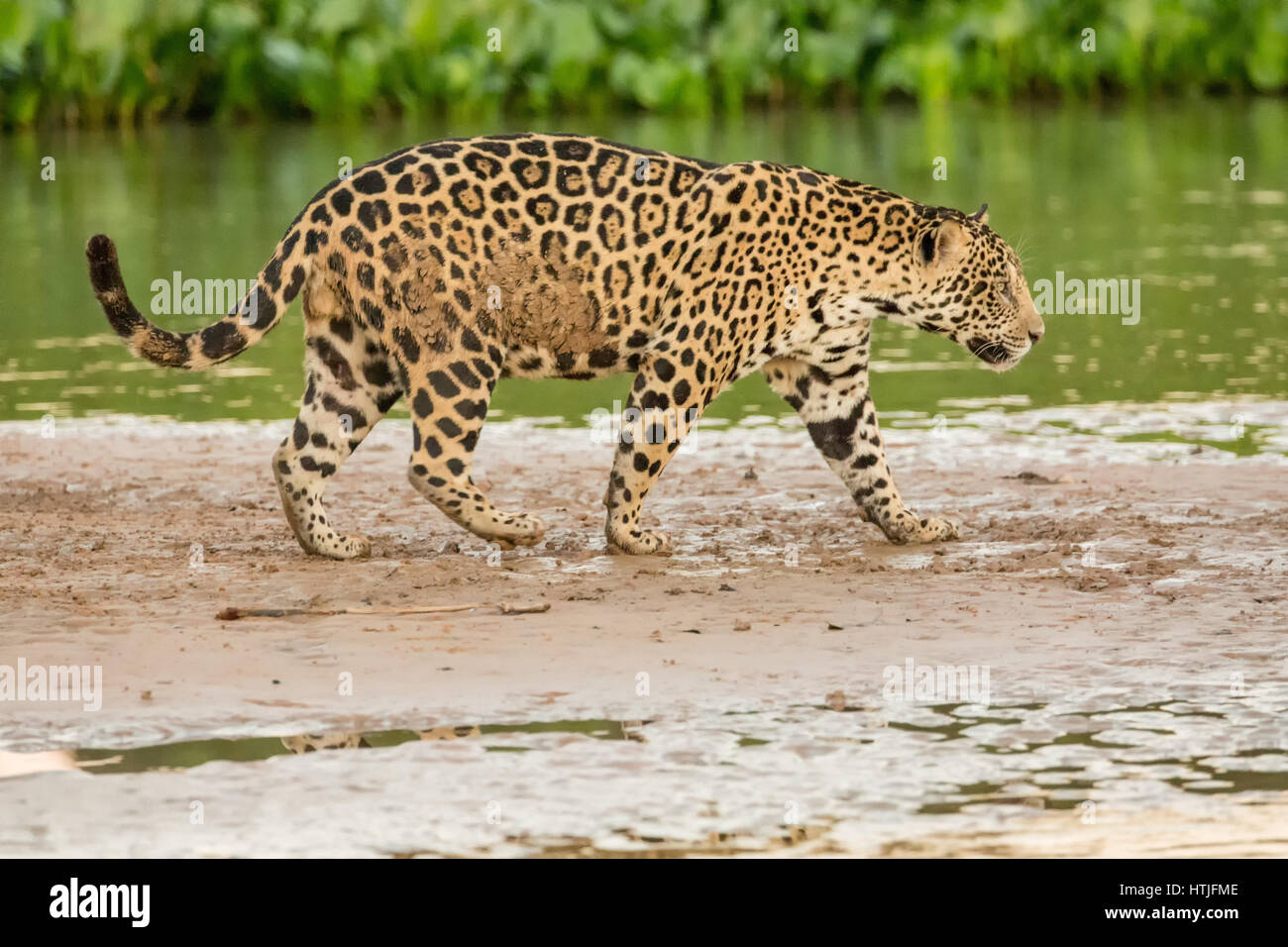 Jaguar zu Fuß auf einer Sandbank am Fluss Cuiaba Pantanal-Region, Bundesstaat Mato Grosso, Brasilien, Südamerika.  Gemeinsamen Wasserhyazinthen erstellen dick g Stockfoto