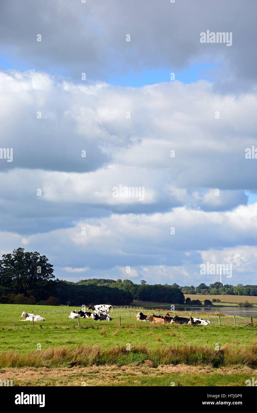 Herde der Kühe sitzen in einem Feld neben Blithfield Reservoir, Blithbury, Staffordshire, England, UK. Stockfoto