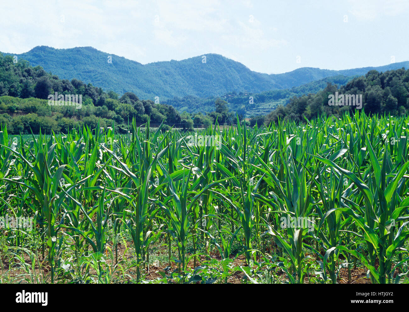 Mais-Feld. La Garrotxa Nature Reserve, Gerona Provinz, Katalonien, Spanien. Stockfoto