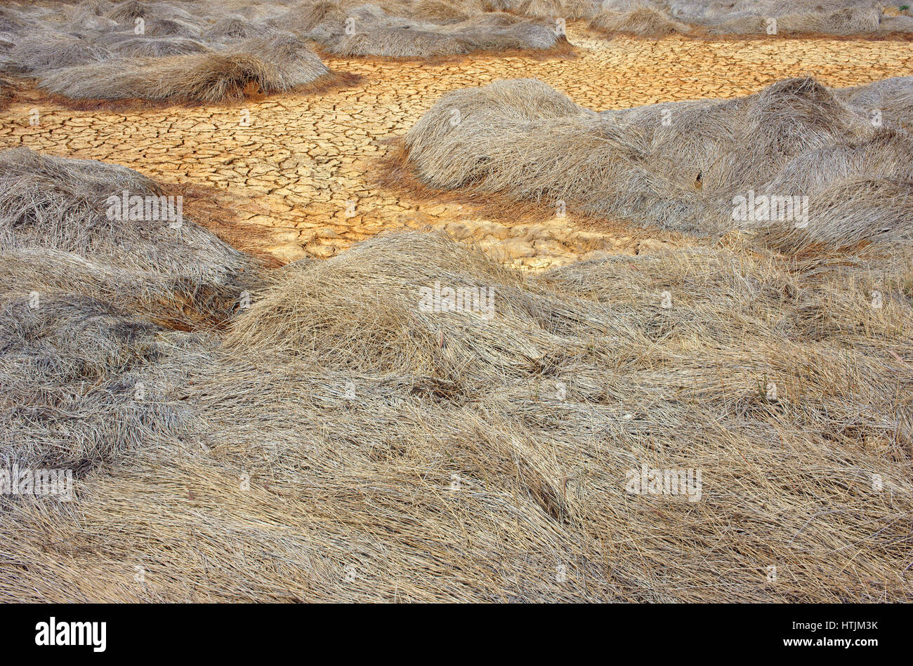 Heu auf Dürre Land, erstaunliche trockene, rissige Erde, Klima Änderung Landwirtschaft Plantage Reduct, Erwärmung ist globales Problem durch Treibhauseffekt Stockfoto