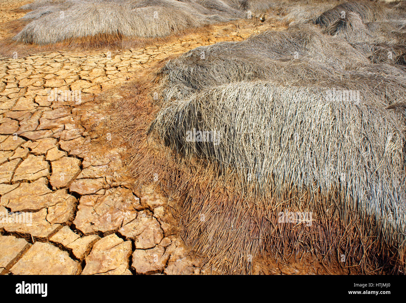 Heu auf Dürre Land, erstaunliche trockene, rissige Erde, Klima Änderung Landwirtschaft Plantage Reduct, Erwärmung ist globales Problem durch Treibhauseffekt Stockfoto