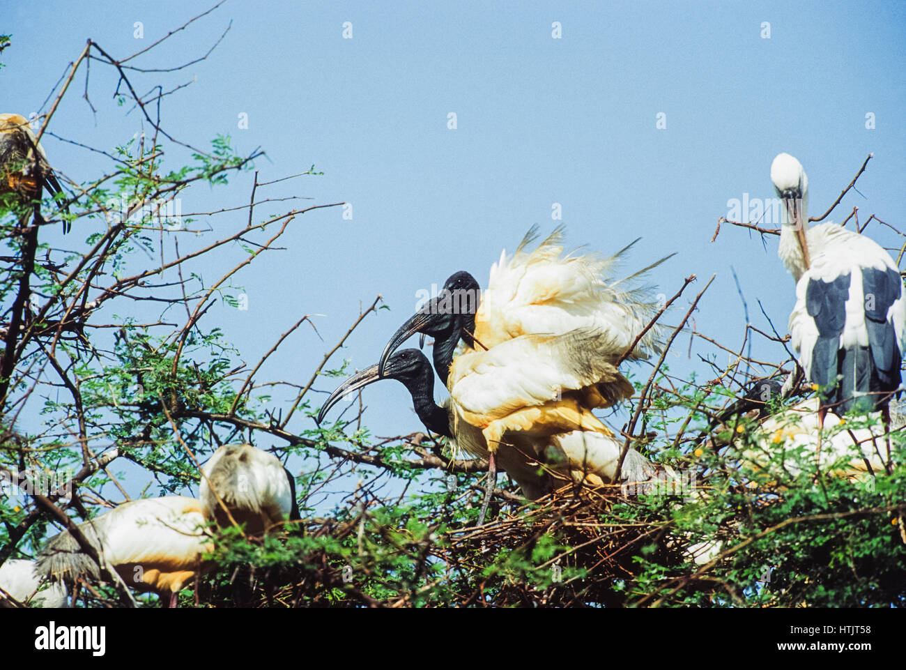 Black-Headed Ibis oder Oriental White Ibis Verschachtelung Kolonie, (Threskiornis Melanocephalus), Keoladeo Ghana Nationalpark, Bharatpur, Rajasthan, Indien Stockfoto