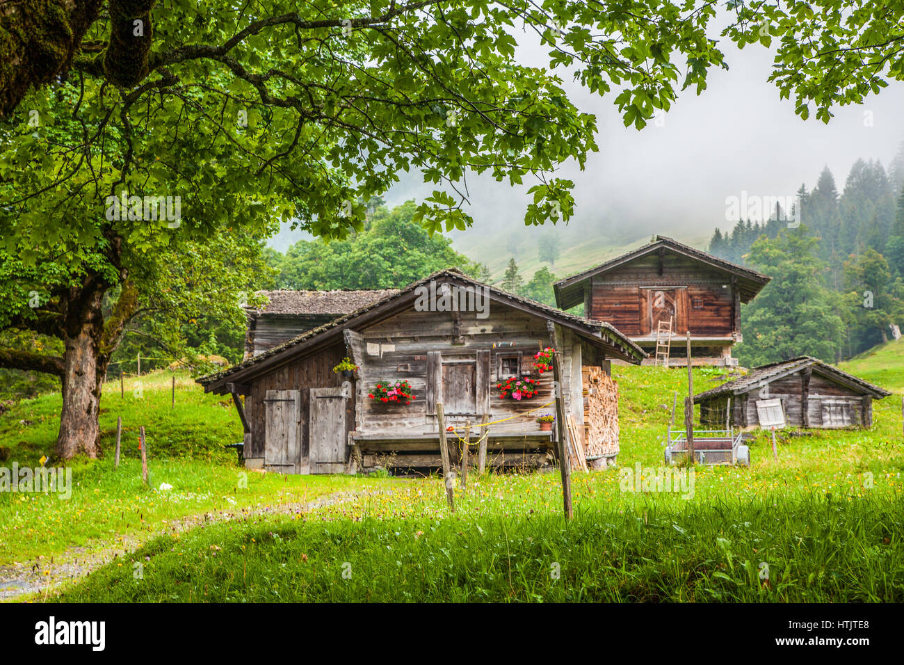 Malerische Aussicht auf traditionellen alten hölzernen Chalets in den Alpen mit frischen grünen Berg Wiesen, Bäume und mystische Nebel an einem bewölkten Tag im Sommer Stockfoto
