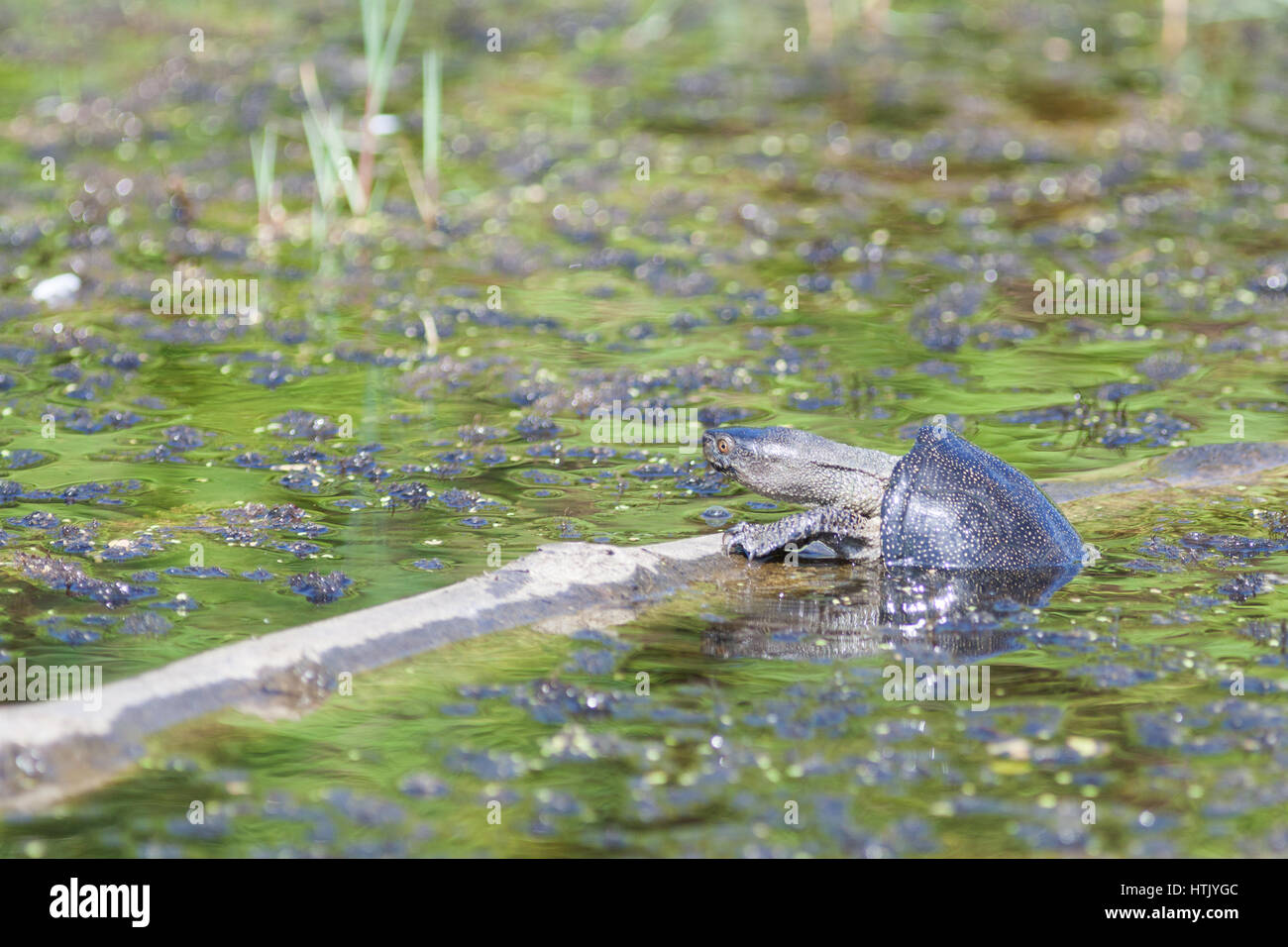 Schildkröte Colchic Marsh (Emys Orbicularis сolchica) Stockfoto