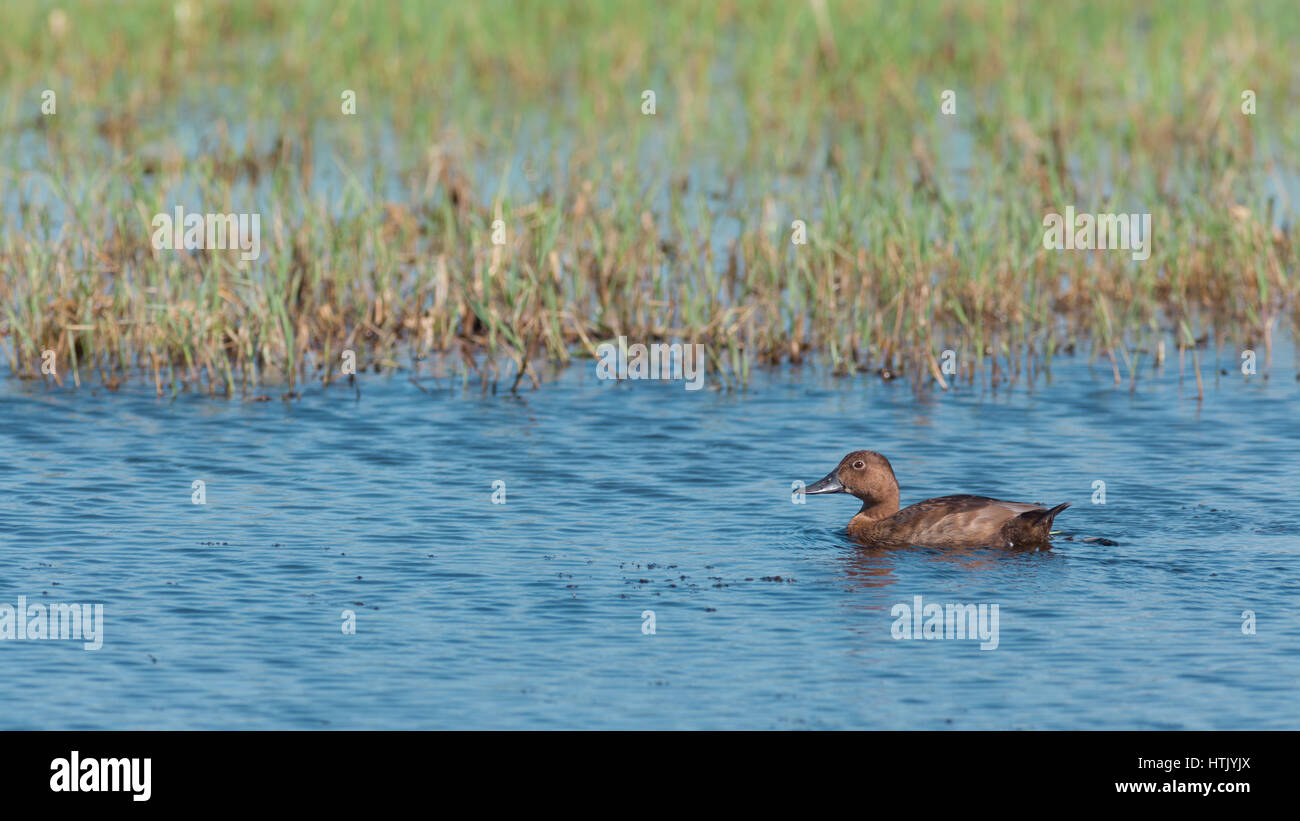 Braune Ente auf dem Wasser Stockfoto