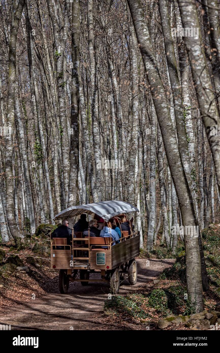 Blick auf La Fageda Höhle Jorda, einen Wald aus buchen, in der Garrotxa Volcanic Zone Natural Park in Olot, Spanien Stockfoto