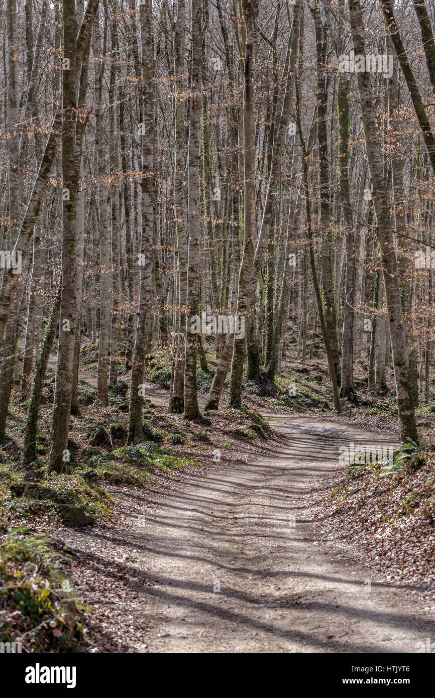 Blick auf La Fageda Höhle Jorda, einen Wald aus buchen, in der Garrotxa Volcanic Zone Natural Park in Olot, Spanien Stockfoto