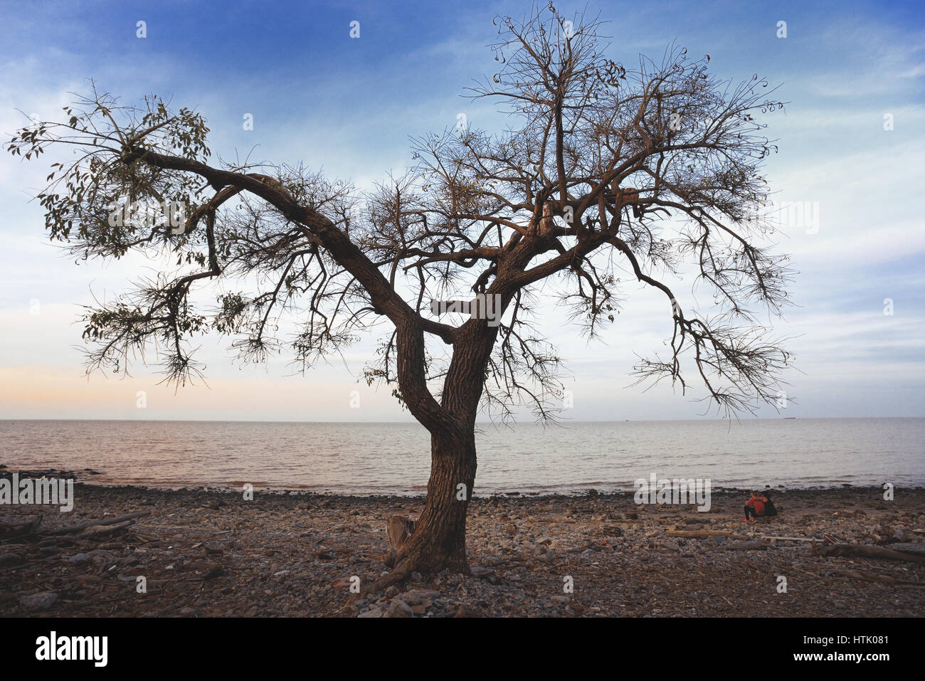 Sonnenuntergang Landschaft Blick auf einem einsamen Baum an der Meeresküste. Ecological reserve Costanera Sur, Puerto Madero, Buenos Aires, Argentinien Stockfoto