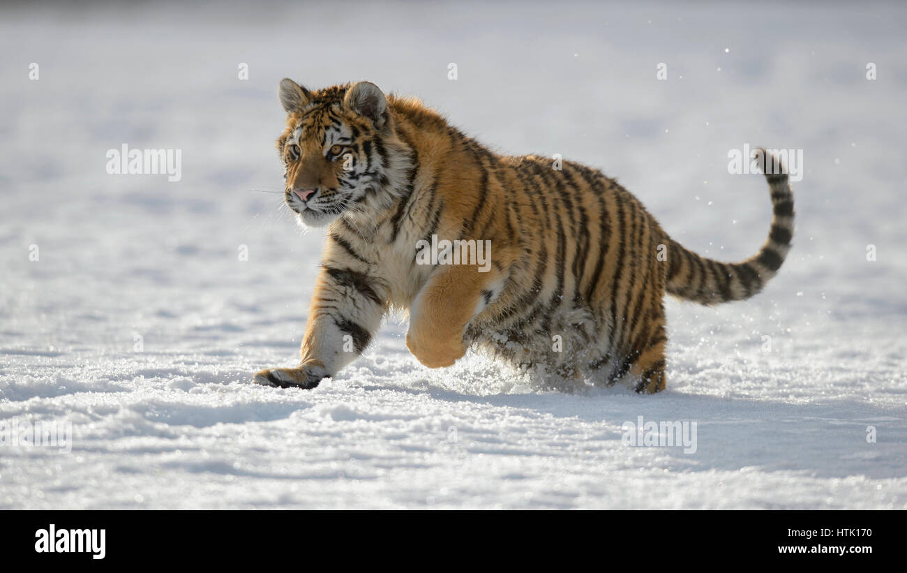 Sibirischer Tiger (Panthera Tigris Altaica) juvenile laufen im Schnee, Gefangenschaft, Mähren, Tschechien Stockfoto