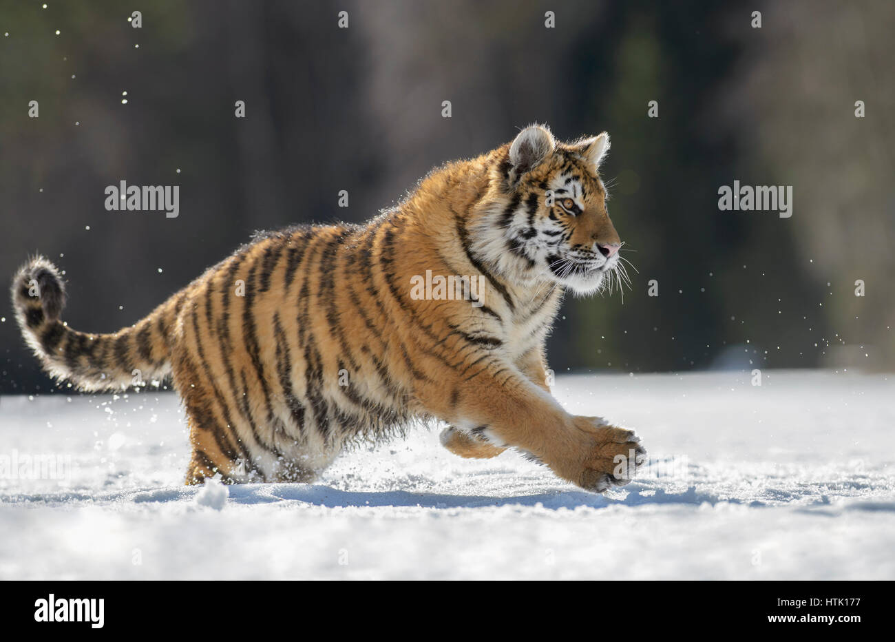 Sibirischer Tiger (Panthera Tigris Altaica) juvenile laufen im Schnee, Gefangenschaft, Mähren, Tschechien Stockfoto