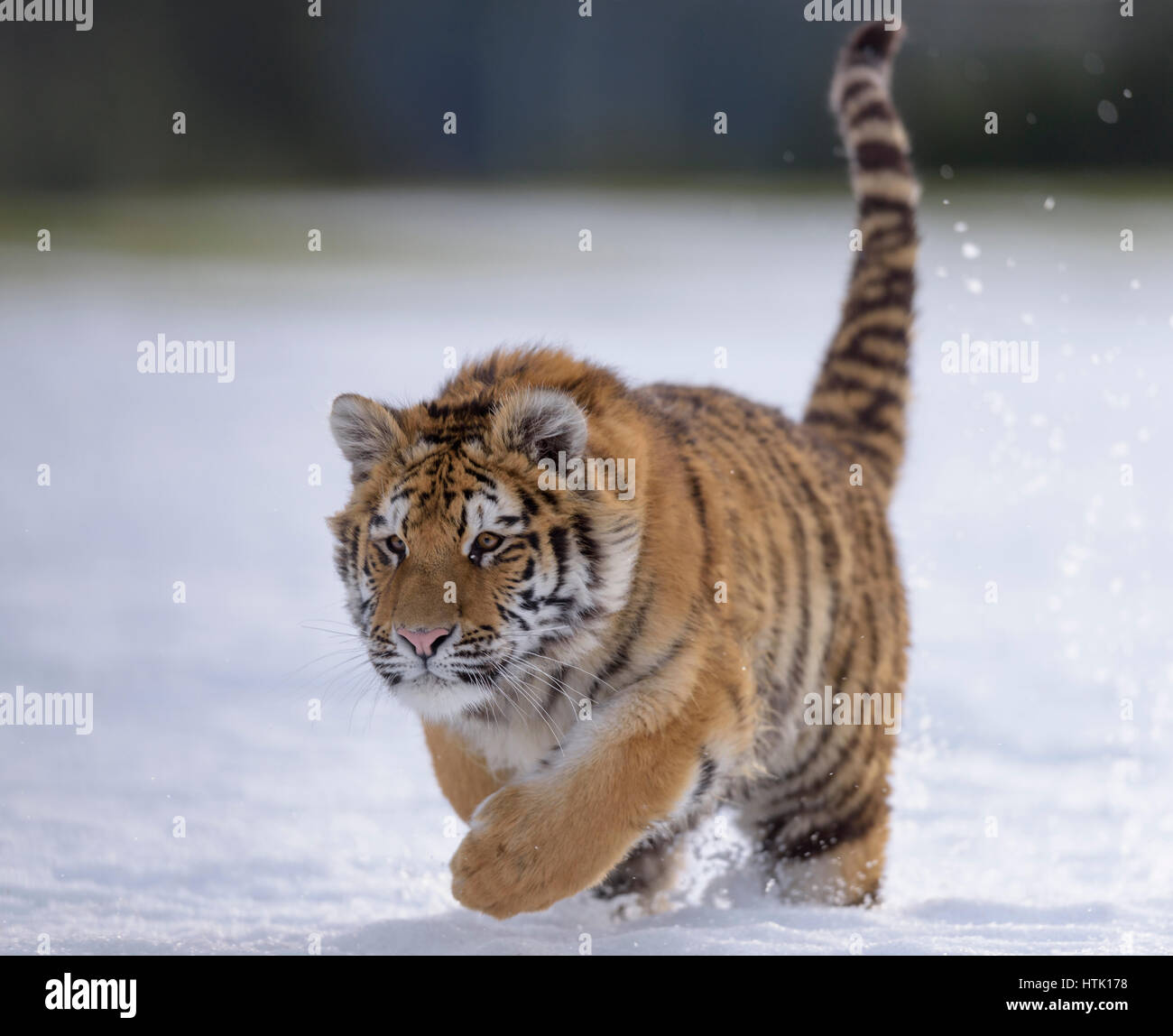 Sibirischer Tiger (Panthera Tigris Altaica) juvenile laufen im Schnee, Gefangenschaft, Mähren, Tschechien Stockfoto