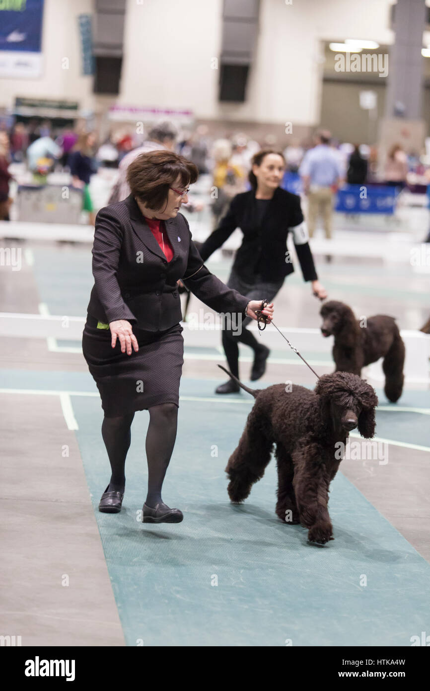 Seattle, Washington DC, USA. 11. März 2017. Liz mit ihrer Irish Water Spaniel im Ring auf 2017 Seattle Kennel Club Dog Show. Rund 160 verschiedene Rassen beteiligen sich die jährliche All-Rasse Hundeausstellung CenturyLink Field Event Center. Bildnachweis: Paul Gordon/Alamy Live-Nachrichten Stockfoto