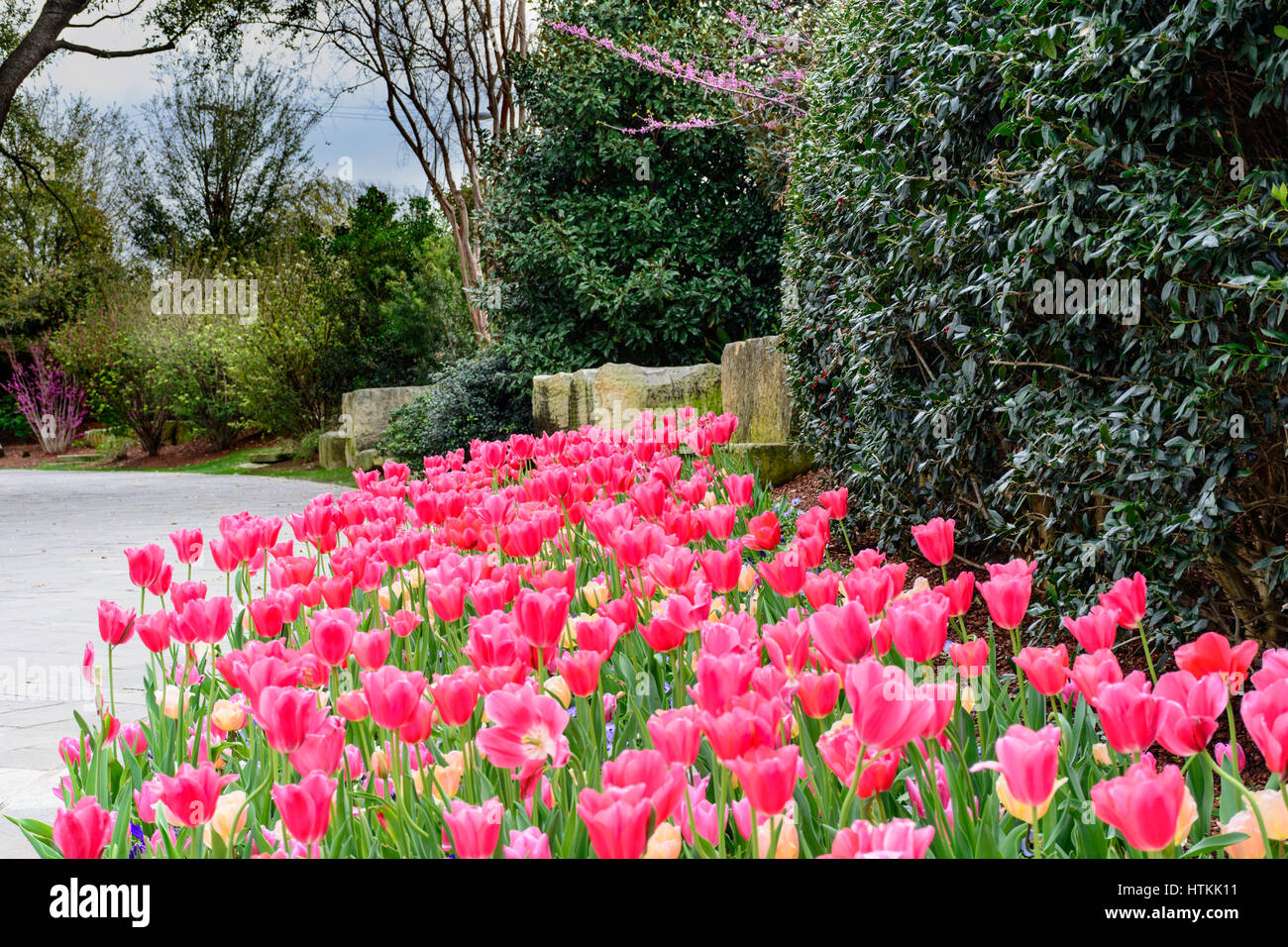 Rosa Tulpen im Garten Stein Weg mit Redbud Bäume und Sträucher Stockfoto