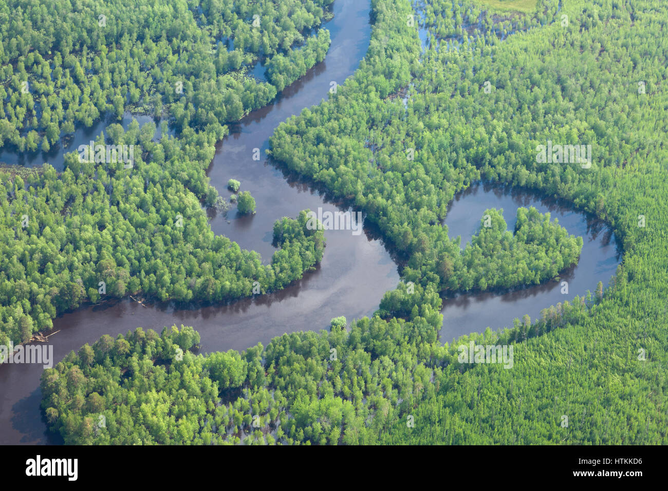 Wald-Fluss im Frühling, Top Aussicht Stockfoto