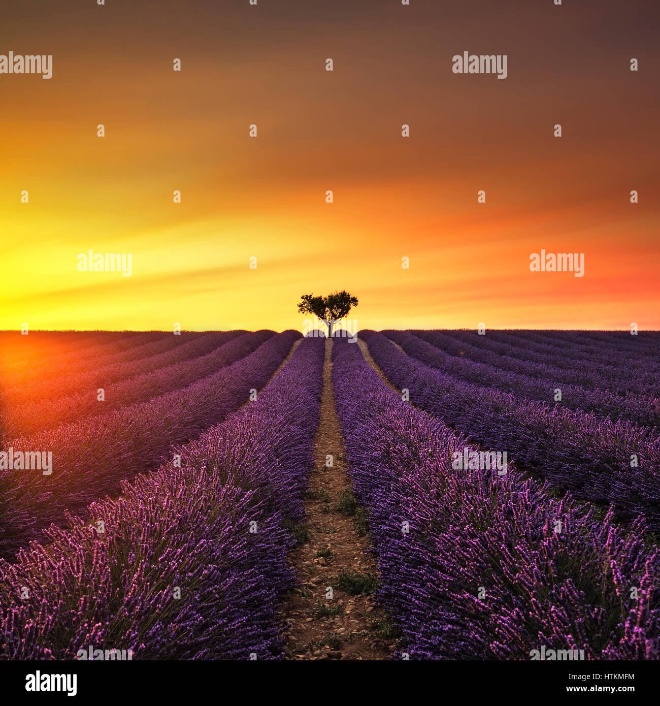 Lavendel Blumen, blühende Feld und Fackel, einsame Baum bergauf auf Sonnenuntergang. Valensole, Provence, Frankreich, Europa. Stockfoto