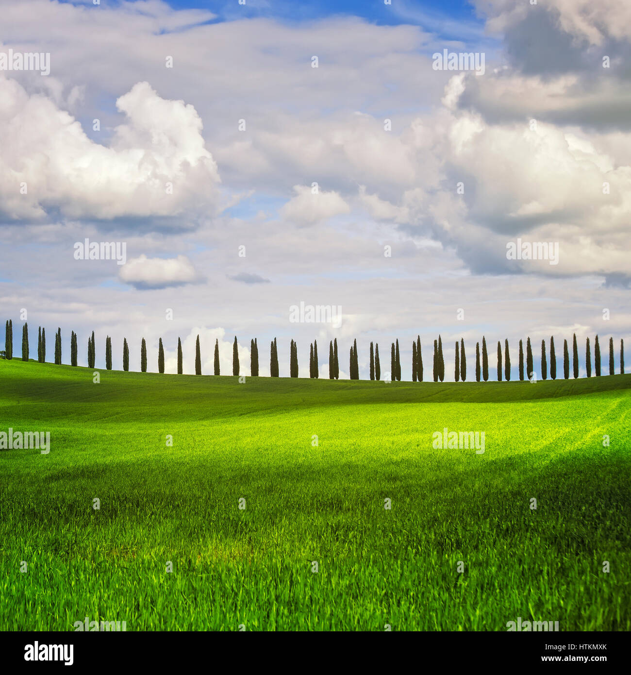 Toskana Landschaft, Zypressen Zeile und Weizen, Italien. Europa. Stockfoto