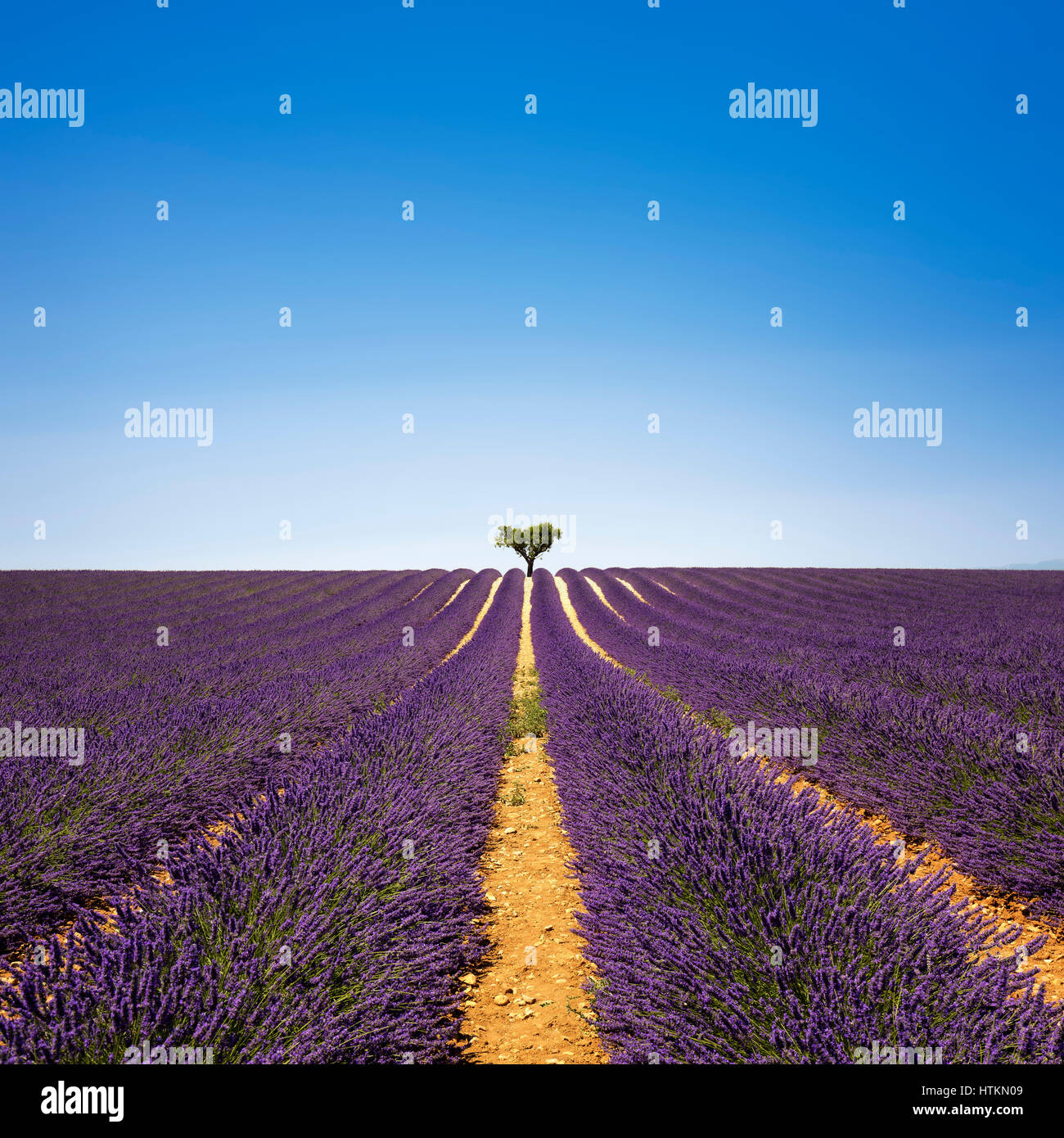 Lavendel Blumen blühen Feld und einem einsamen Baum bergauf. Valensole, Provence, Frankreich, Europa. Stockfoto