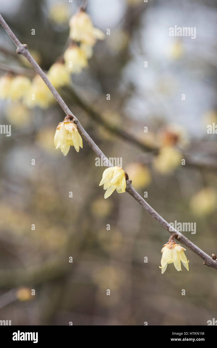 Chimonanthus Praecox "Luteus". Wintersweet Strauch Blüte Anfang März. UK Stockfoto