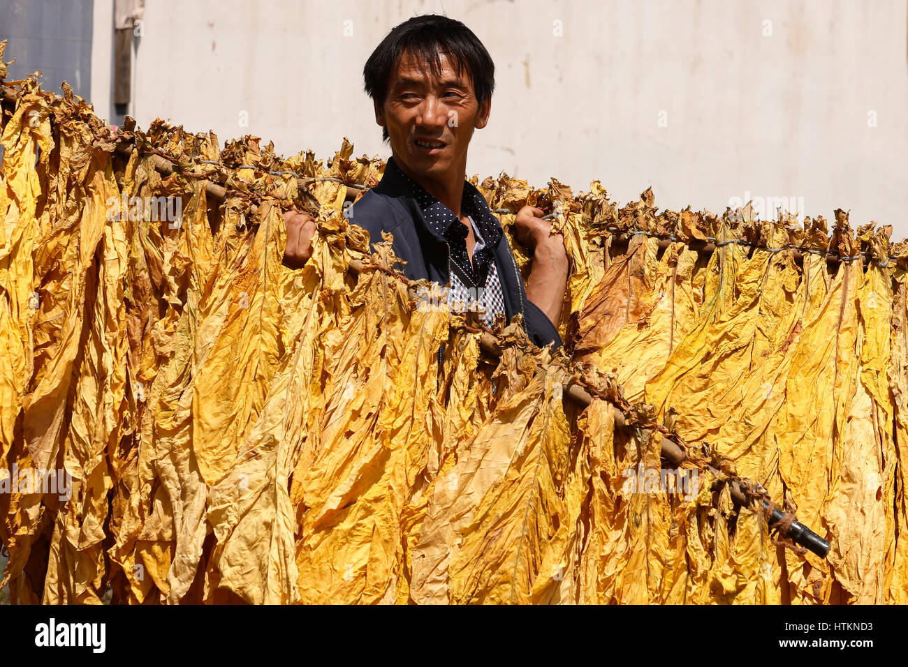 Ein Mann trägt Stangen umarmen mit getrockneten Tabakblätter während der Tabak Ernte Dion Tou Village, in der Nähe von Shaxi in der Provinz Yunnan, China Mittwoch August Stockfoto