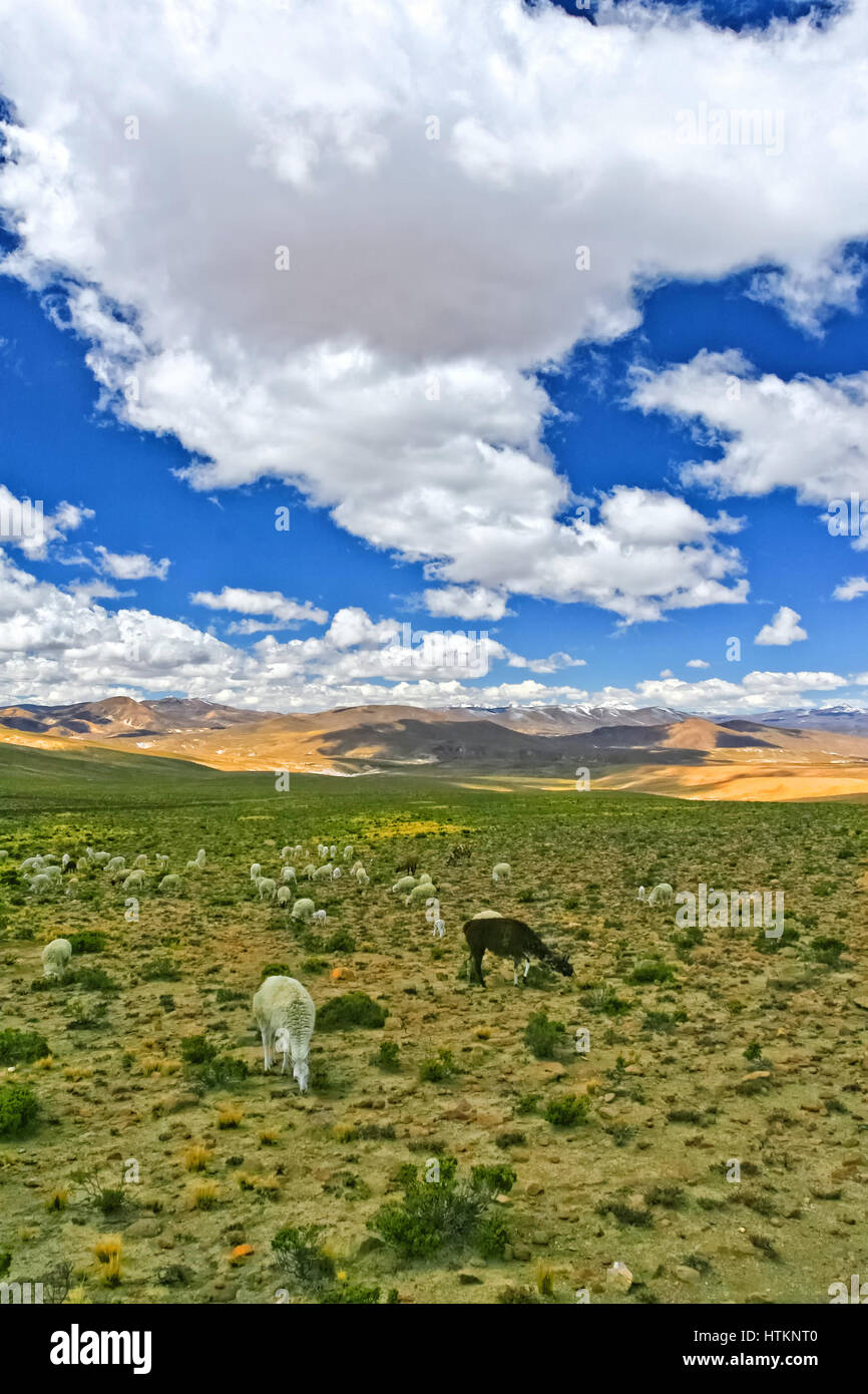 Peru-Plateau und Lama auf der Weide Stockfoto