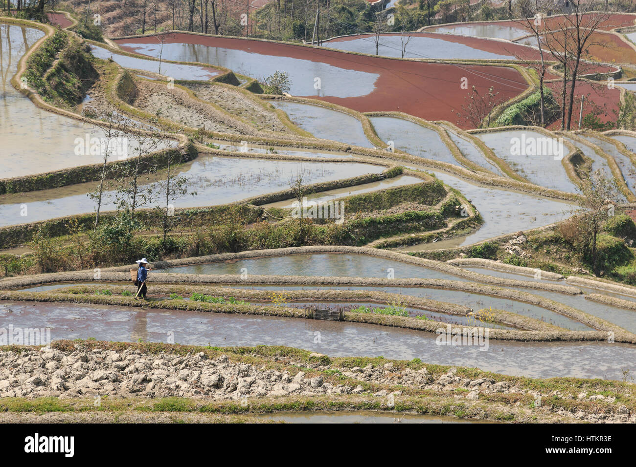 YuanYang, China - 21. Februar 2017: Hani Frau arbeitet in einem Reisfeld in YuanYang. Stockfoto