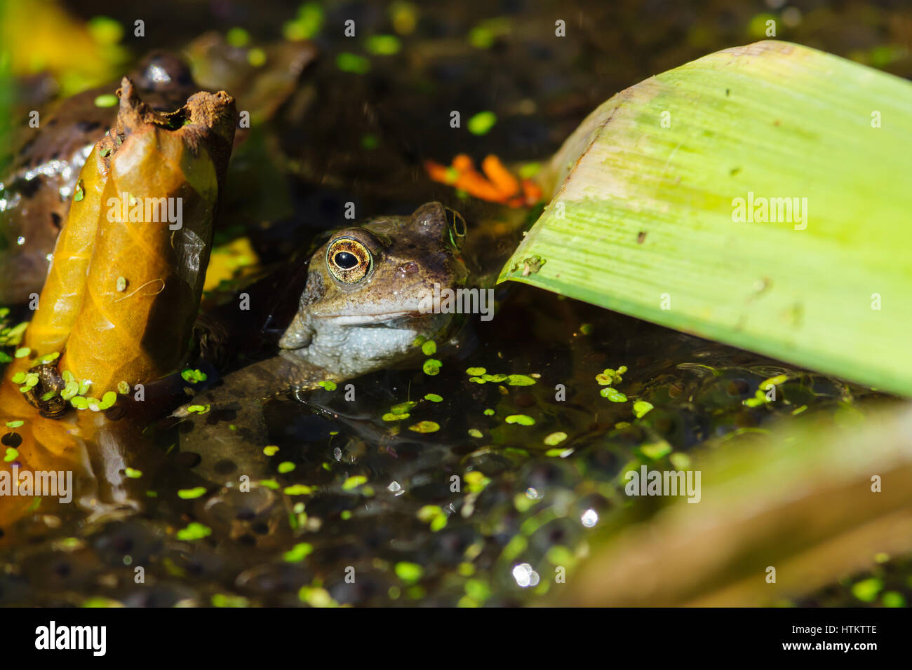 Gemeiner Froschfrosch Rana Temporaria Laichamphibie Stockfotos und