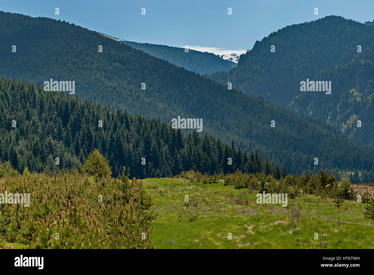 Berggipfel, bewachsen mit Nadelwald und Lichtung des Rila-Gebirges, Bulgarien Stockfoto